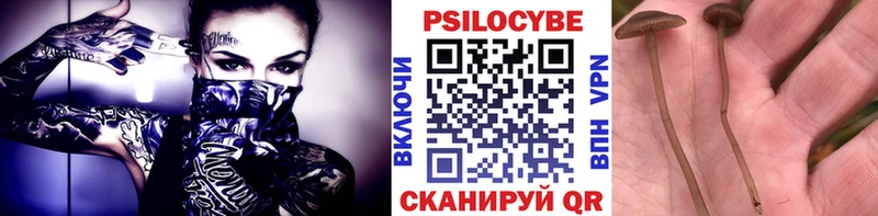 наркота  Гуково  Галлюциногенные грибы Psilocybe 